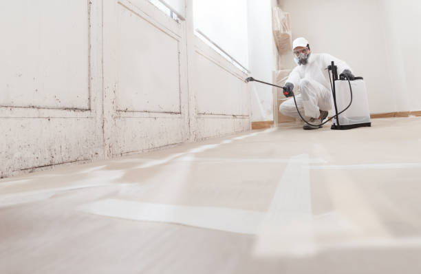 Black mold remediation team in Waldorf